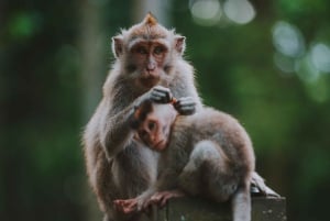 Bali: rijstterrassen van Jatiluwih, Sangeh Forest & koffietour