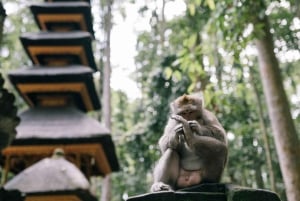 Bali: rijstterrassen van Jatiluwih, Sangeh Forest & koffietour