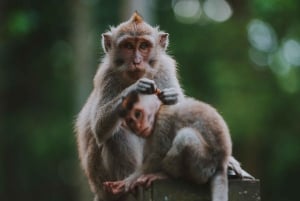 Bali: Jatiluwih Rice Terraces, Sangeh Forest & Coffee Tour