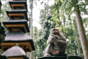 Bali: Jatiluwih Rice Terraces, Sangeh Forest & Coffee Tour