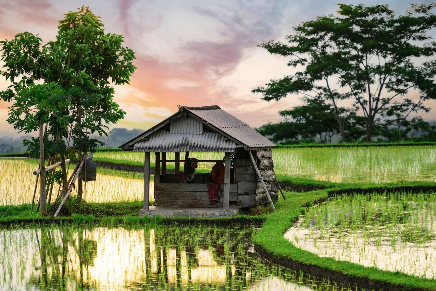 Bali: Jatiluwih Rice Terraces Sunrise guided Walking Tour