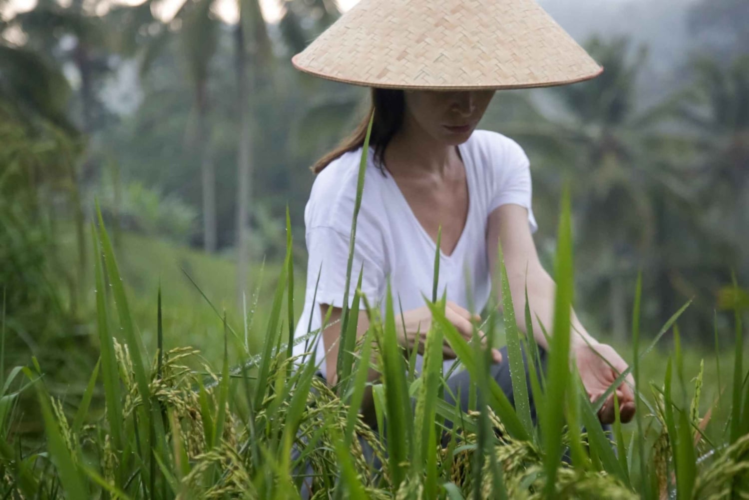 Bali: Jatiluwih Rice Terraces Sunrise guided Walking Tour