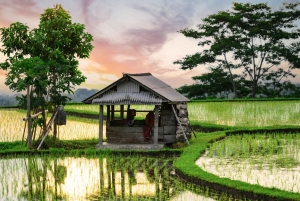 Bali: Jatiluwih Rice Terraces Sunrise guided Walking Tour