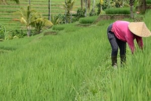 Bali: Jatiluwih Rice Terraces Sunrise guided Walking Tour