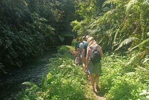 Bali: Jatiluwih Trek via Senganan Village – with local guide