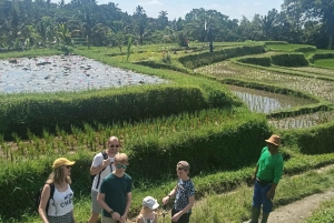Bali: Jatiluwih Trek via Senganan Village – with local guide