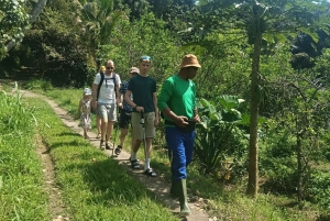 Bali: Jatiluwih Trek via Senganan Village – with local guide