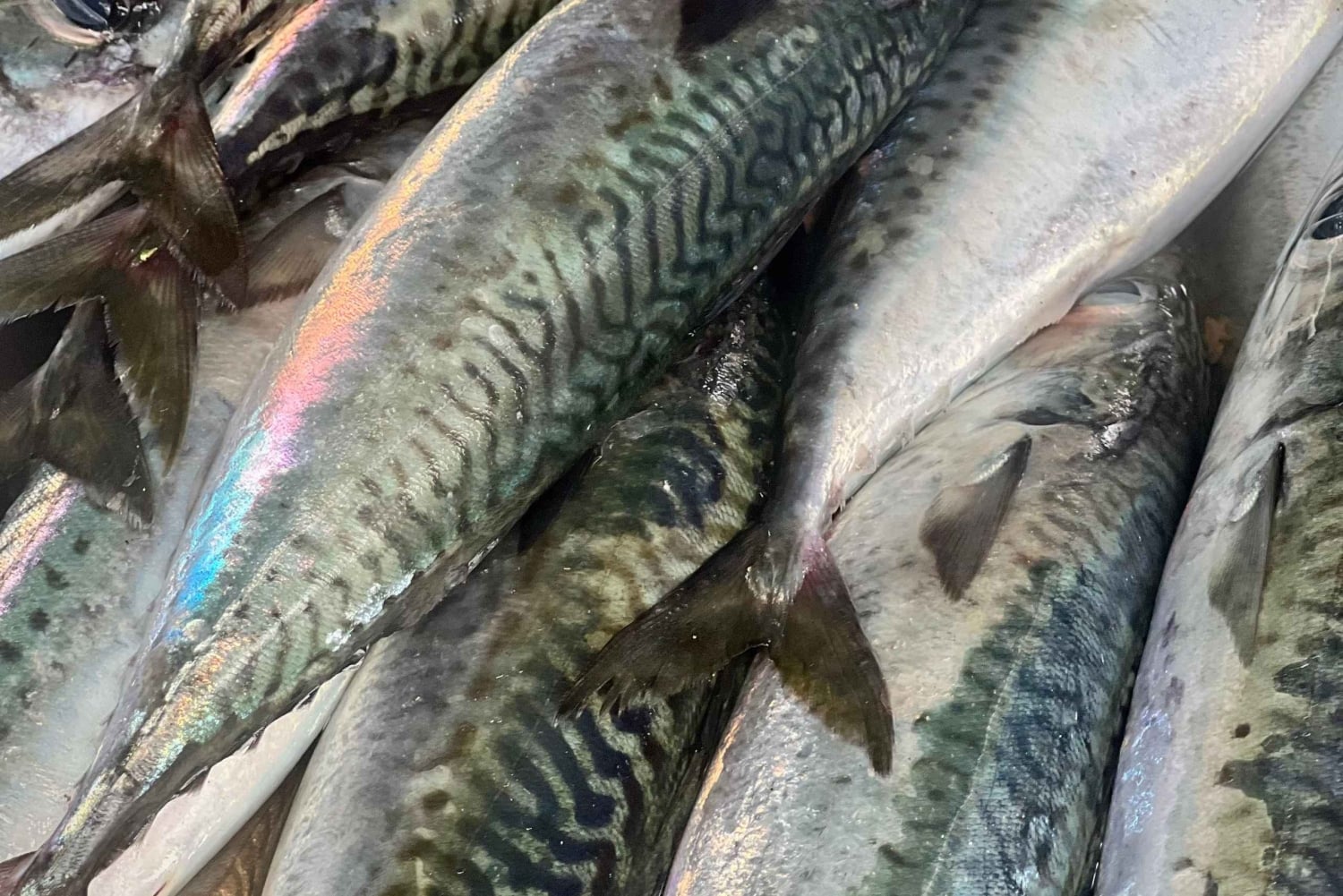 Bali: Jimbaranin kalatorikierros ja mereneläviä