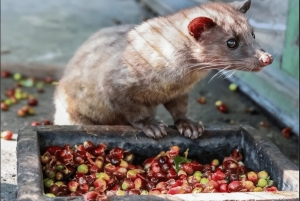 Bali: Jungle & Heritage Warking Tour in Ubud