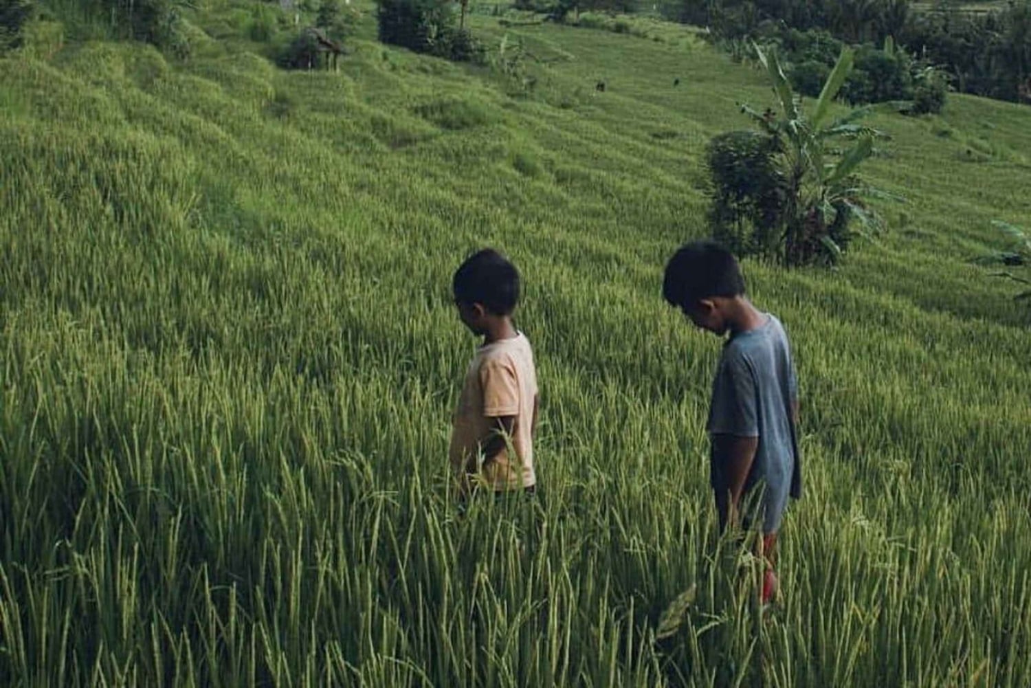 Bali: Kastala Rice Terrace, Tenganan Trekking & Virgin Beach