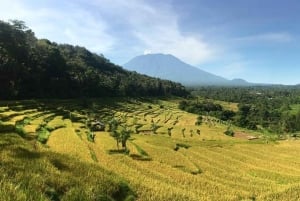 Bali: Kastala Rice Terrace, Tenganan Trekking & Virgin Beach