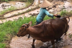 Bali: Kastala Rice Terrace, Tenganan Trekking & Virgin Beach