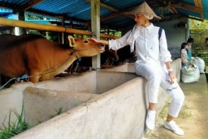 Bali: Kedisan – zrównoważone rolnictwo i wycieczka przyrodnicza