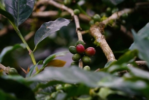 Bali: Kintamani Cafe, Waterfall, Temple and Cretya Ubud Tour