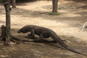 Bali: Komodo Island Guided Day Trip with Lunch and Snacks