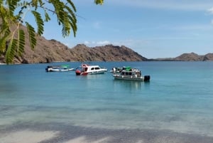 Bali: Komodo Island Guided Day Trip with Lunch and Snacks