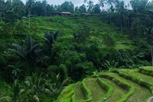 Bali: zjeżdżalnia wodna Lemukih i wędrówka po tarasach ryżowych