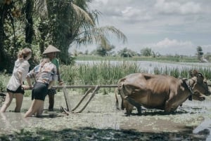 Bali: Visita a un pueblo y una escuela con almuerzo