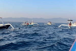 Bali: avistamiento de delfines y snorkel en la playa de Lovina