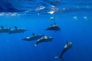 Bali: Delfinbeobachtung am Strand von Lovina und Tour im Westen Balis