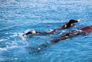 Bali/Lovina: Snorkling med delfiner, svømming og fossetur