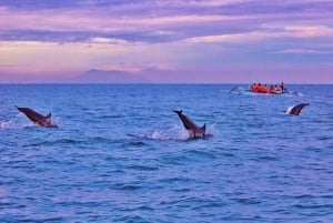 Bali/Lovina: Snorkling med delfiner, svømming og fossetur