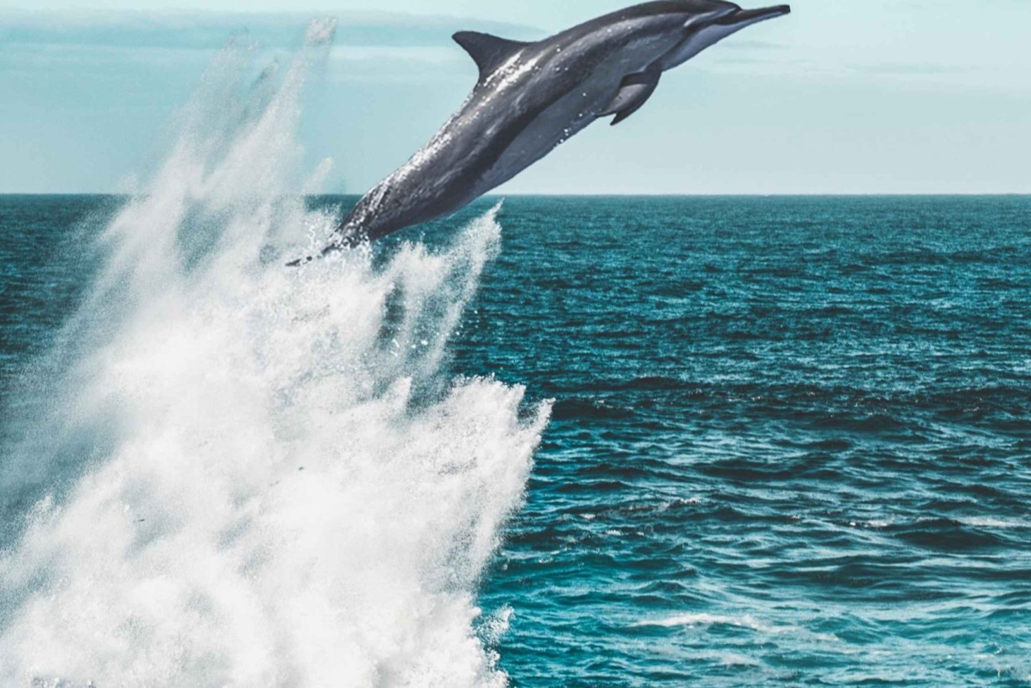 Bali: Lovina Dolphin Watching, Monkeys, & Hidden Hill Tour