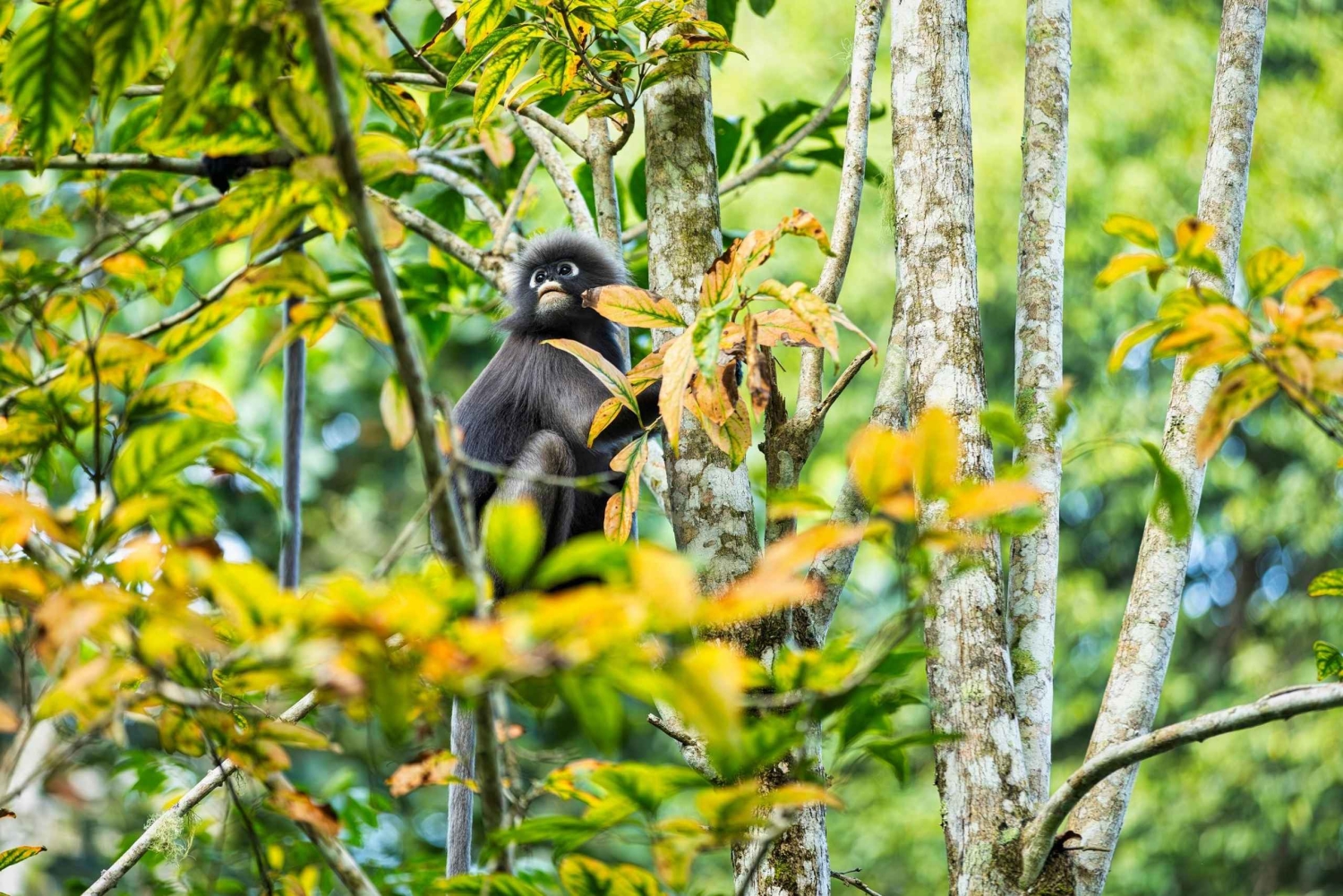 Bali: Lovina Dolphin Watching, Monkeys, & Hidden Hill Tour