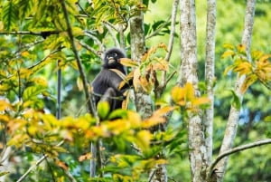 Bali: Lovina Dolphin Watching, Monkeys, & Hidden Hill Tour