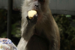 Bali: Lovina Dolphin Watching, Monkeys, & Hidden Hill Tour