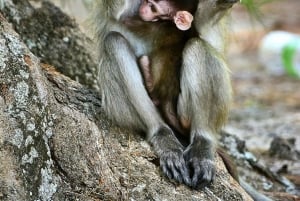 Bali: Lovina Dolphin Watching, Monkeys, & Hidden Hill Tour