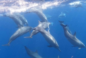 Bali/Lovina: mergulho com golfinhos ao amanhecer e salto de penhasco na cascata