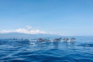 Bali/Lovina: mergulho com golfinhos ao amanhecer e salto de penhasco na cascata