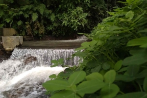 Bali/Lovina: mergulho com golfinhos ao amanhecer e salto de penhasco na cascata