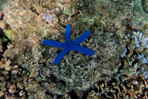 Bali/Lovina: mergulho com golfinhos ao amanhecer e salto de penhasco na cascata