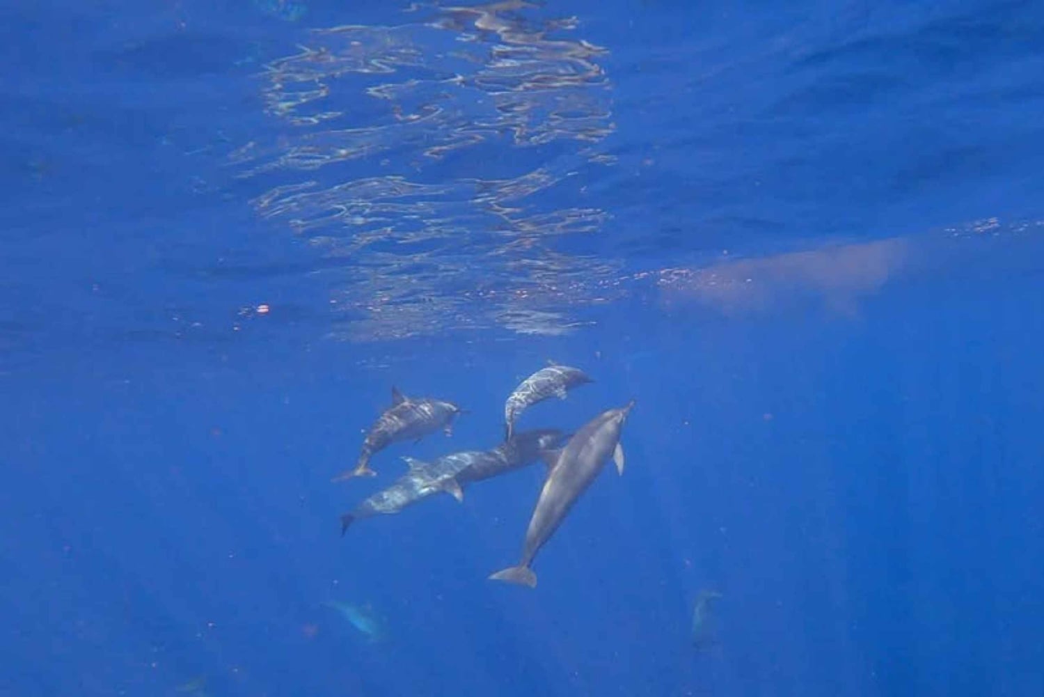 Bali: Lovina Sunrise Dolphin Watching And Snorkeling Tour