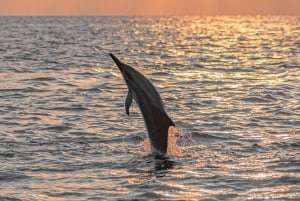 Bali: Lovina Sonnenaufgang Delfinbeobachtung und Schnorcheltour