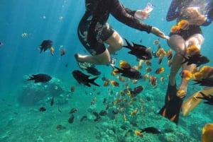 Bali: Lovina Sunrise Dolphin Watching og Snorkeling Tour