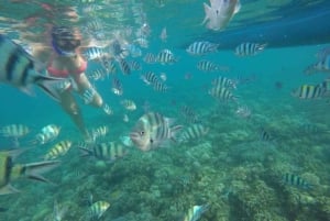 Bali: Lovina Sunrise Dolphin Watching og Snorkeling Tour