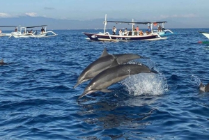 Bali: Lovina Sunrise Dolphin Watching og Snorkeling Tour