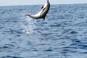 Bali: Lovina Sunrise Dolphin Watching og Snorkeling Tour