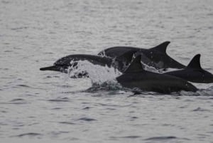 Bali: Lovina Sunrise Dolphin Watching og Snorkeling Tour