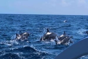 Bali: Lovina Sunrise Dolphin Watching og Snorkeling Tour