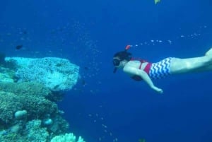 Bali: Lovina Sunrise Dolphin Watching og Snorkeling Tour