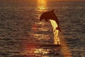 Bali: Lovina Sunrise Dolphin Watching og Snorkeling Tour