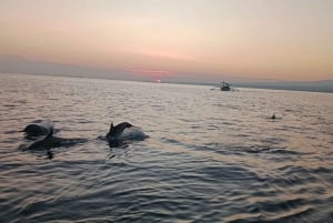 Bali: Lovina Sunrise Dolphin Watching And Snorkeling Tour