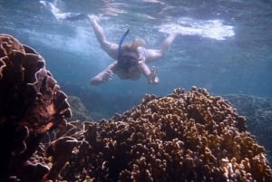 Bali: Lovina Sunrise Dolphin Watching And Snorkeling Tour