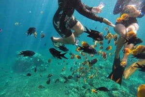 Bali: Lovina Sunrise Dolphin Watching And Snorkeling Tour