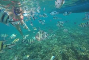 Bali: Lovina Sunrise Dolphin Watching And Snorkeling Tour