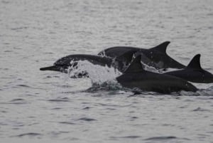 Bali: Lovina Sunrise Dolphin Watching And Snorkeling Tour